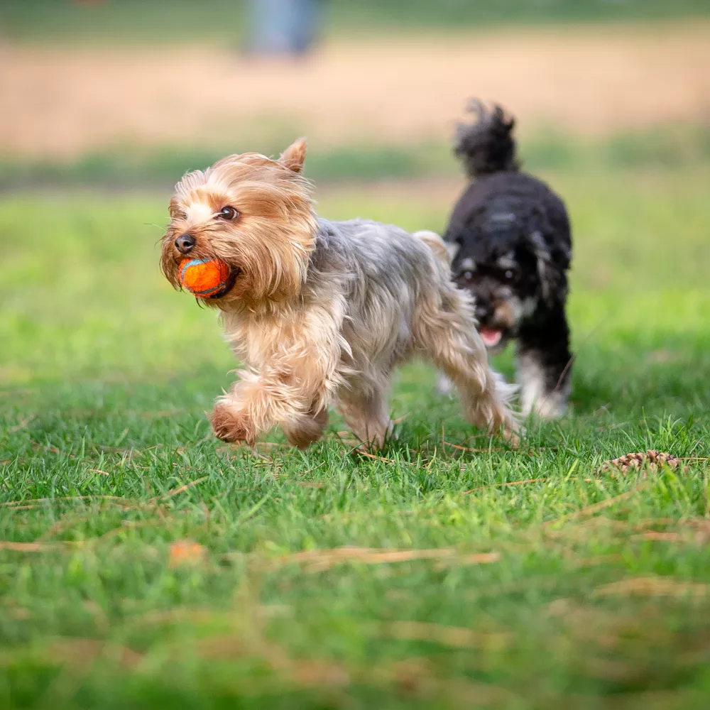 A tan and grey terrier leaps with an orange ball in its mouth, followed by a black dog on green grass.