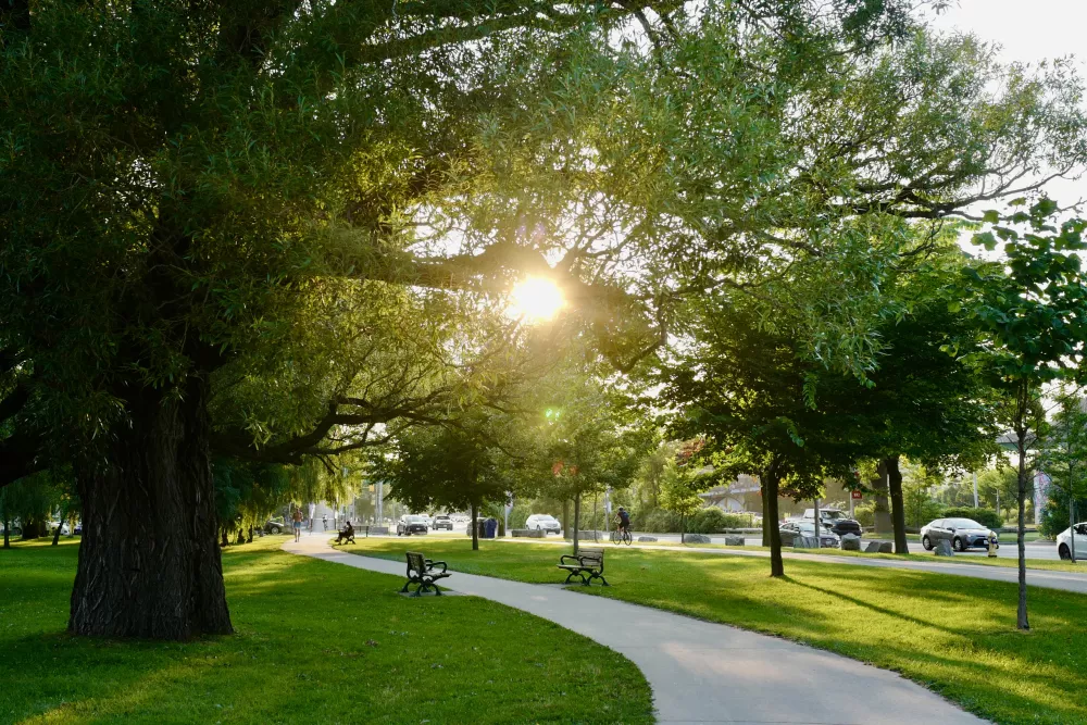 Sunlight bursts through a large tree over a winding path in a vibrant green park, with benches visible.